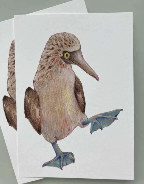 Postkarte Blaufusstölpel