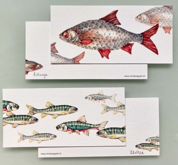 Kartenset Frische Fische – Bild 3
